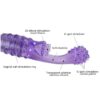 labios lengua vibrador dedo estimulador clítoris Vagina G punto Oral lamer juguetes sexuales para mujeres mujer masturbador - Image 2